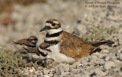 KIlldeer 022.jpg