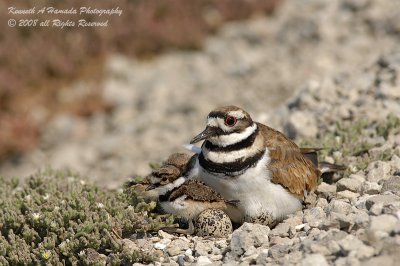 KIlldeer 023.jpg