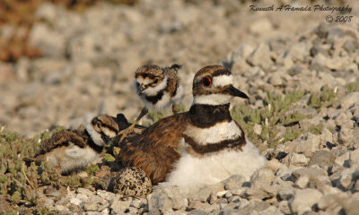 KIlldeer 024.jpg