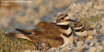 KIlldeer 025.jpg