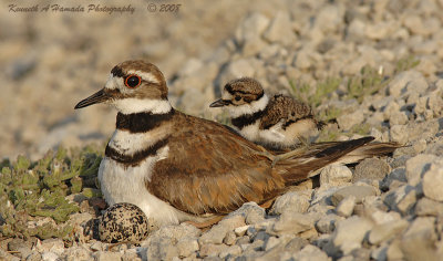 KIlldeer 026.jpg