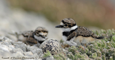 KIlldeer 027.jpg
