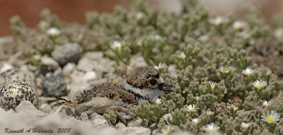 KIlldeer 028.jpg