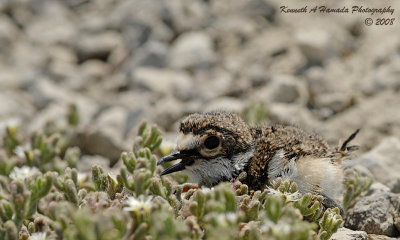 KIlldeer 029.jpg