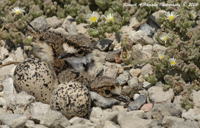 KIlldeer 030.jpg