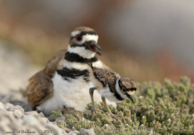 KIlldeer 032.jpg