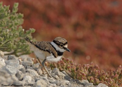 KIlldeer 033.jpg