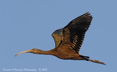 Ibis   063.jpg