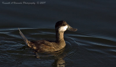 Ruddy Duck 002.jpg