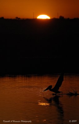 bolsa_chica