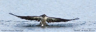 Osprey 154.jpg