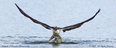 Osprey 155.jpg