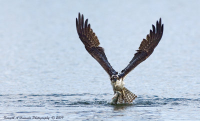 Osprey 156.jpg