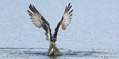 Osprey 157.jpg