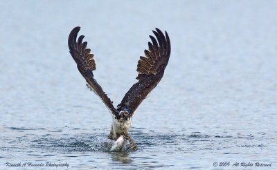 Osprey 158.jpg