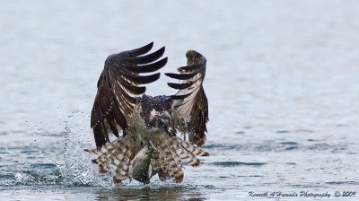 Osprey 160.jpg