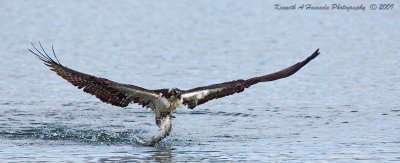 Osprey 162.jpg