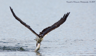 Osprey 163.jpg