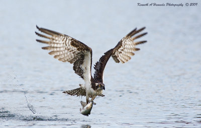 Osprey 165.jpg