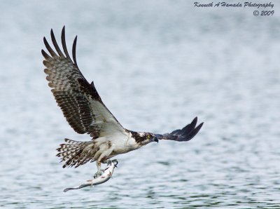 Osprey 166.jpg