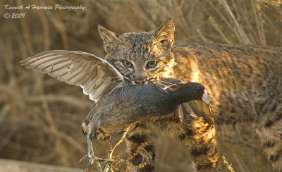 Bobcat with Prey 006.jpg