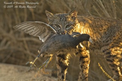 Bobcat with Prey 007.jpg