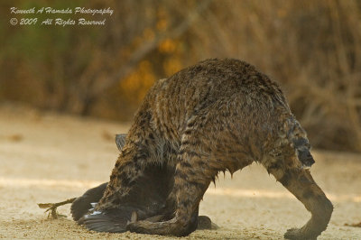 Bobcat with Prey 009.jpg