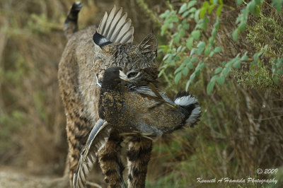 Bobcat with Prey 010.jpg