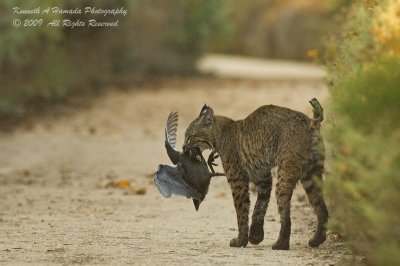 Bobcat with Prey 020.jpg