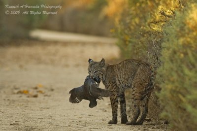Bobcat with Prey 021.jpg