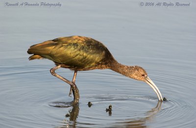 Ibis 027.jpg