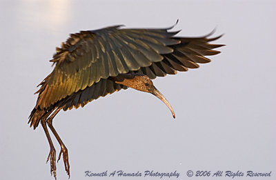 Ibis 029.jpg
