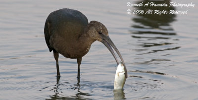 Ibis 032.jpg
