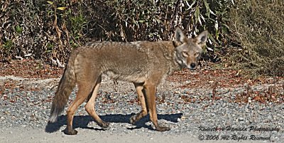 Coyote 006.jpg