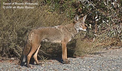 Coyote 007.jpg