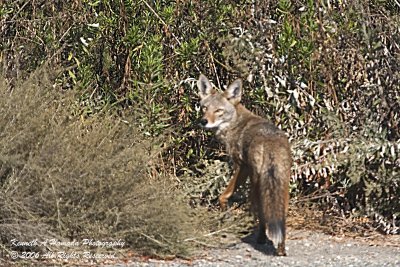 Coyote 008.jpg