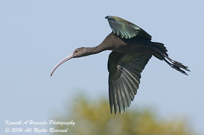 Ibis 034.jpg