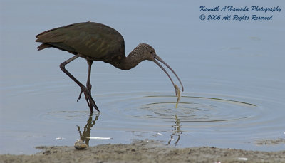 Ibis 035.jpg