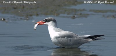 Caspian Tern 001.jpg
