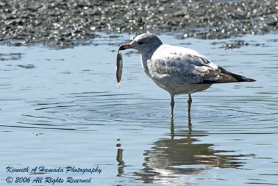Mew Gull 001.jpg