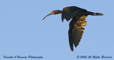 Ibis 037.jpg
