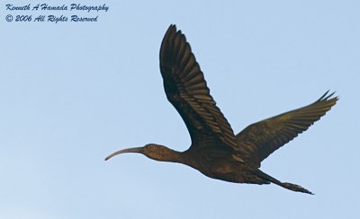 Ibis 038.jpg