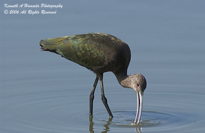 Ibis 039.jpg