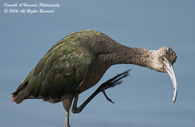 Ibis 041.jpg