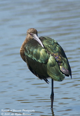 Ibis 042.jpg