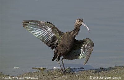 Ibis 045.jpg