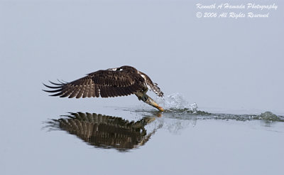 Osprey 068.jpg