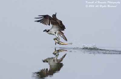 Osprey 069.jpg
