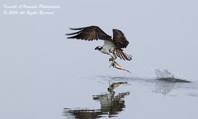 Osprey 071.jpg