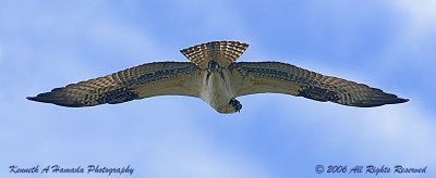 Osprey 073.jpg